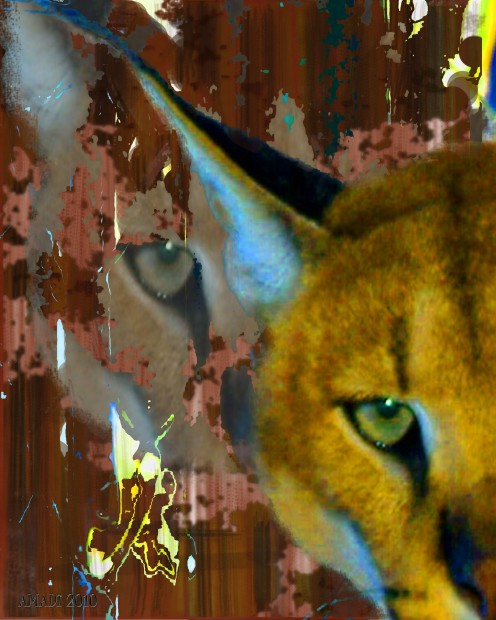 Captive Lynx Big Cat - from snapshot to art image2