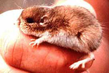 Pacific Pocket Mouse