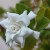 Gardenia Gardenia