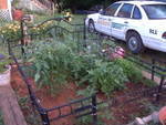 Gardening to law enforcement