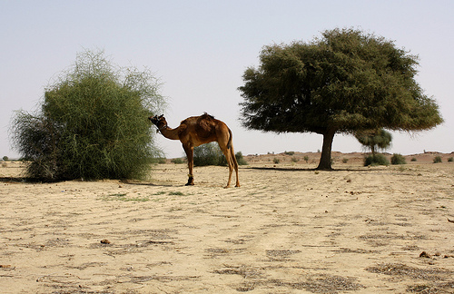 Camel grazing from the very scarce vegetation in Thar Camel grazing from the very scarce vegetation in Thar
