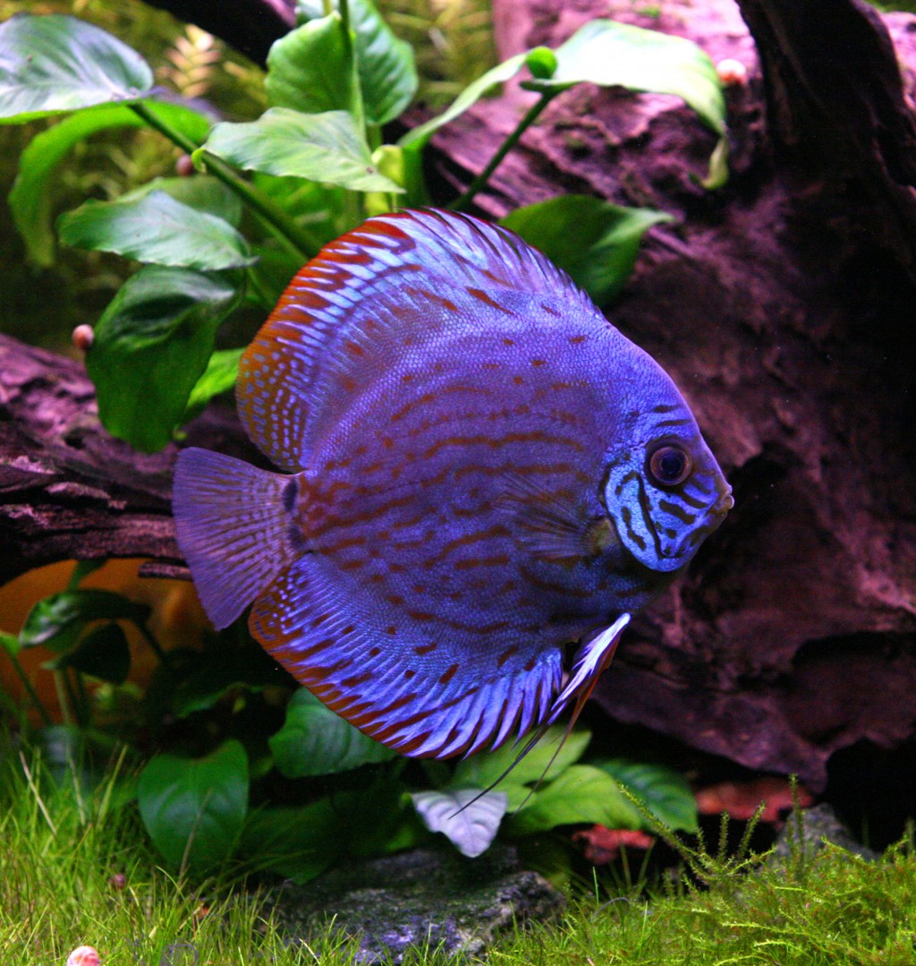  Discus  Fish  HubPages