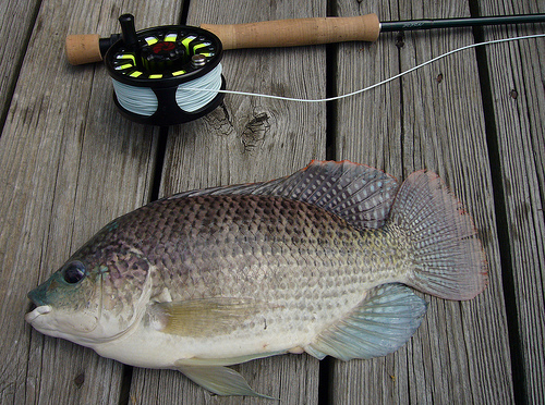 Tilapia is the most common fish grown in aquaponic systems. Photo by michael rupert.