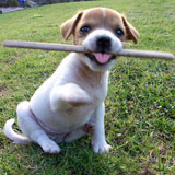 Run little doggie