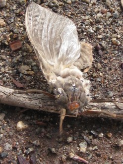 http://s3.hubimg.com/u/3273166_f248.jpg