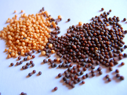 black and yellow mustard seeds