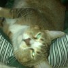 WildIrishRoseAL profile image