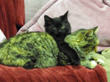(all photos copyright of Scribenet @ HubPages) My kitten and Avatar with his mom...a family portrait. 
