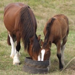 The Ten Principles of Feeding a Horse