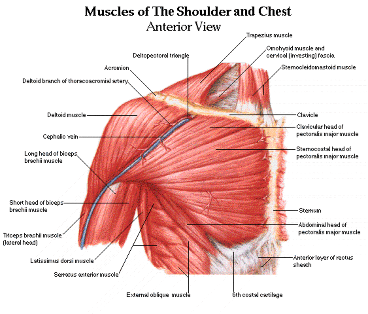  Anatomy of the Shoulder Muscles