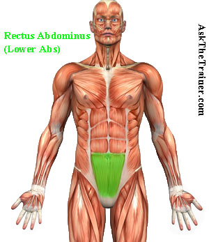 lower abdominal muscles highlighted in green on mail human body 