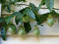 fruit on the vine