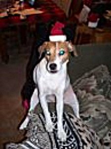 Lucy "Claus" At Christmas Last Year-'Travelling outside the box!'