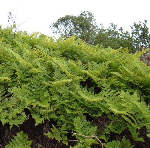 Ferns in El Tanque