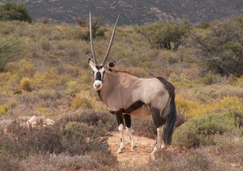 The Gemsbok of South Africa.