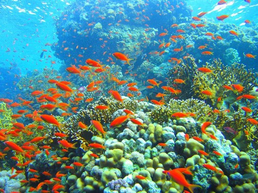 Coral reef photo by Mikhail Rogov via Wikimedia Commons