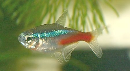 The Neon Tetra is one of the most popular fish for the tropical aquarium