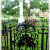 Beautiful iron gate with tree and sheep Beautiful iron gate with tree and sheep