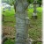 One of several Woodmen Monuments in Calvert Cemetery One of several Woodmen Monuments in Calvert Cemetery