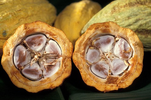 These are cocoa beans in their pod.  