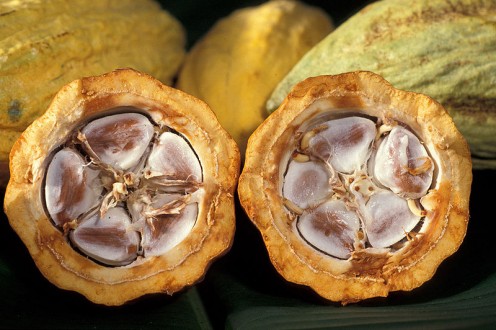 These are cocoa beans in their pod.  