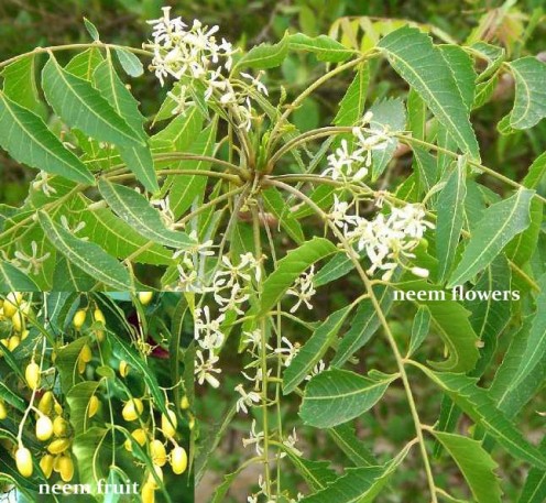 flowers and fruits of the neem tree