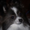 SusieM profile image