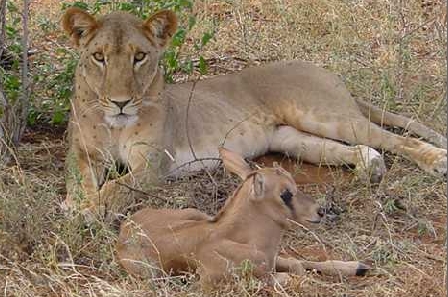 The Lioness That Adopted a Baby Oryx 