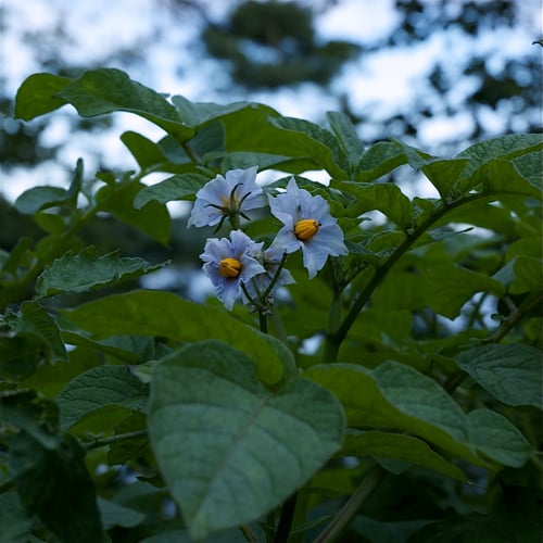 Potato Flowers. When your potatoes produce flowers you know that they are producing potatoes under the ground. 