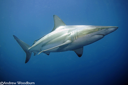 There are many species of shark and all of them are in peril. Even with heroic activity, the pressure is still on. Recently sharks have fallen victim to the BP oil spill.
