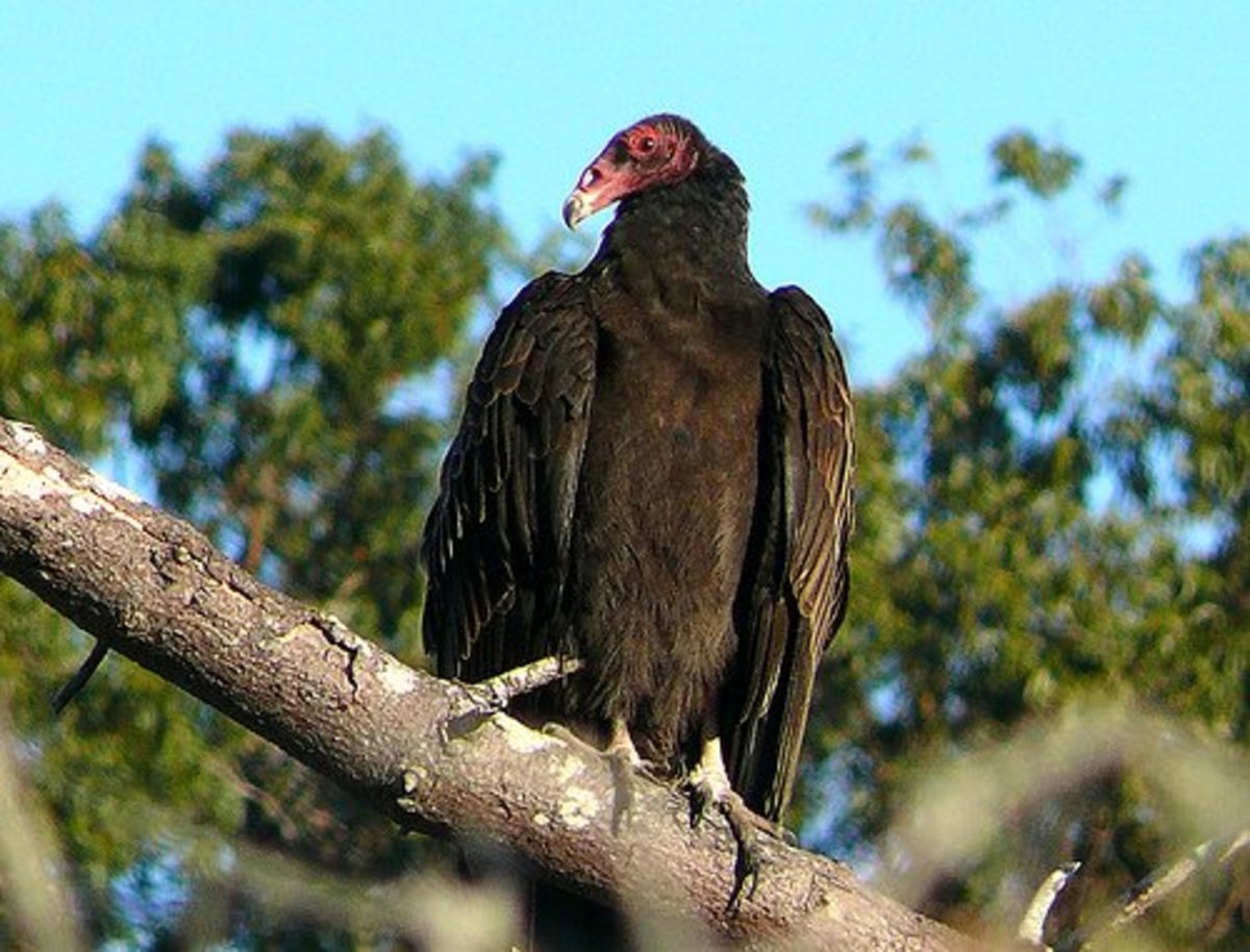 Will a Turkey Vulture Attack My Small Cat or Dog? PetHelpful