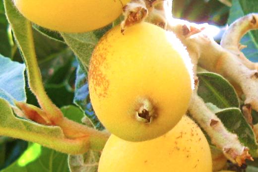 Loquats growing on a backyard tree / Photo by E. A. Wright