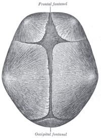fontanelle