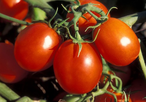Tomatoes on their vine
