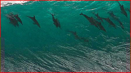 Dolphins riding a wave.
