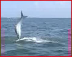 Another tarpon.