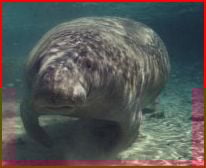 Another shot. I thought they stayed to the rivers and canals, but my Florida friend tells me it is not at all rare to see them around Gulf beaches.