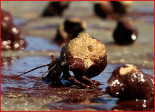 Hermit crabs struggle to move.