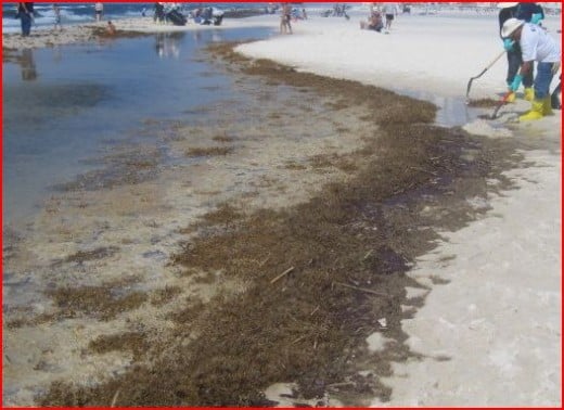 Dead seaweed and oil on an Alabama beach. Note: the beaches were not closed for another week and people play in the water while clean-up begins.