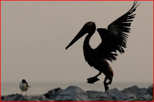 A pelican attempting to fly. Numbers of dead, unknown. Rescuers do their best.