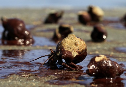 Hermit Crabs