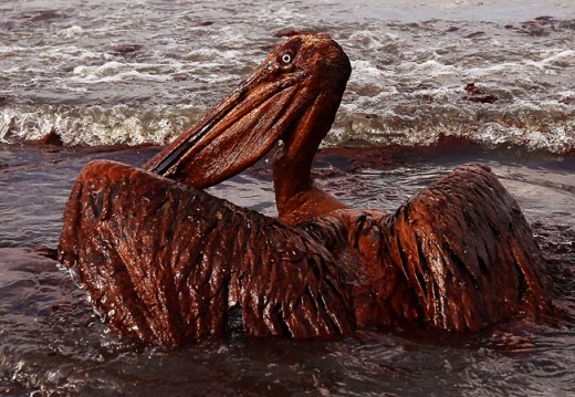 Pelican