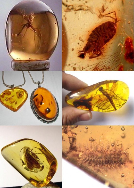 Amber Inclusions