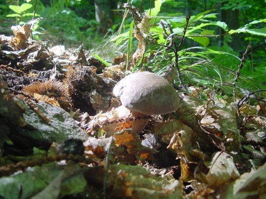 Wild Porcini Mushrooms, growing in the woods