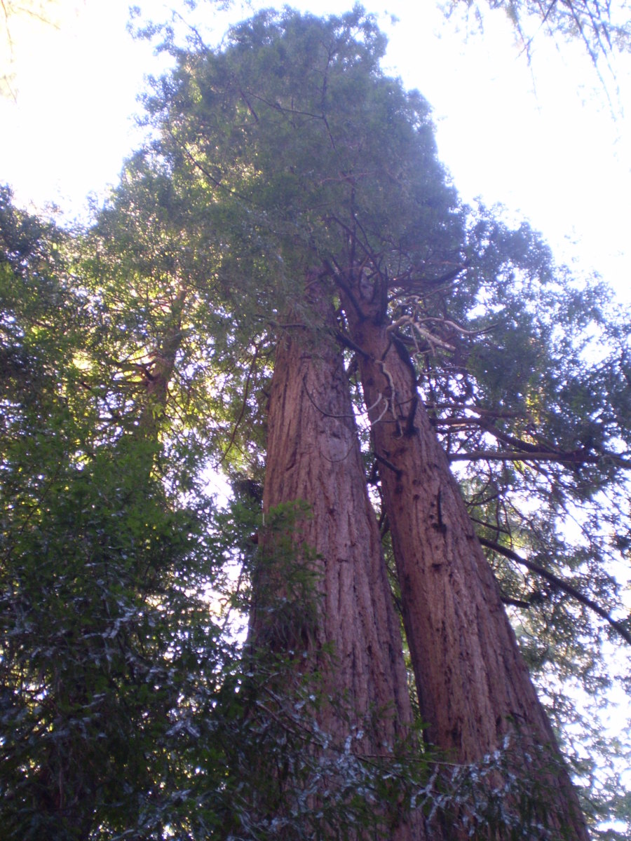 Muir Woods National Monument - one of many places to see coast redwoods. 