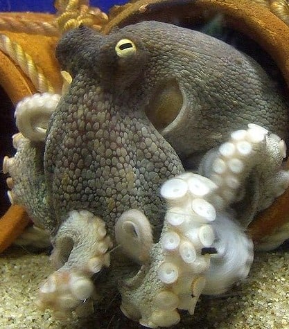The octopus is a mollusc of great complexity. Its body plan is versatile and is one of the most intelligent of the invertebrates.