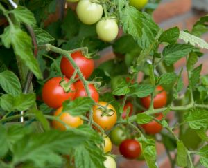 Biodynamic grown tomatoes