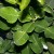 Kaffir Lime Leaves http://a3.vox.com