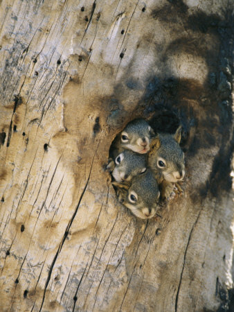 This litter of baby squirrels is living in a "home" dredged out by a nearby Flicker. photo courtesy of Postersguide.com.