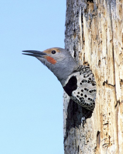 Photo courtesy of audubon society.  Flicker peeking out from its hole.  